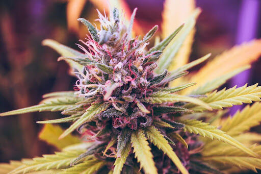 Weed Strains for Beginners: Easy-Going Options to Start With